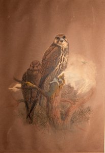 Saker Falcon（Falco sacer）、1856-67 作： Joseph Wolf
